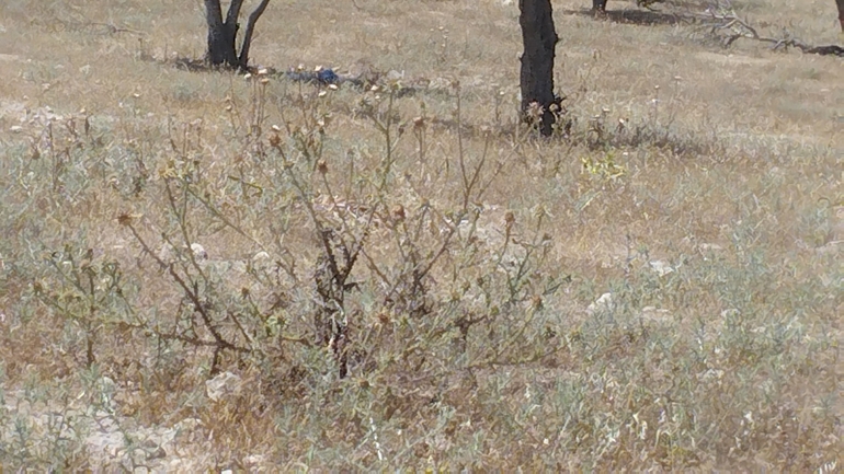 False Plumed Thistle  