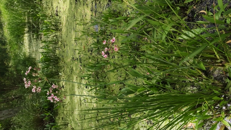 Flowering Rush  photographed by עדי ברמן 