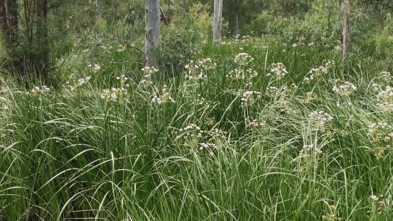 Flowering Rush  photographed by עדי ברמן 