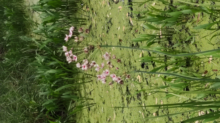 Flowering Rush  photographed by עדי ברמן 