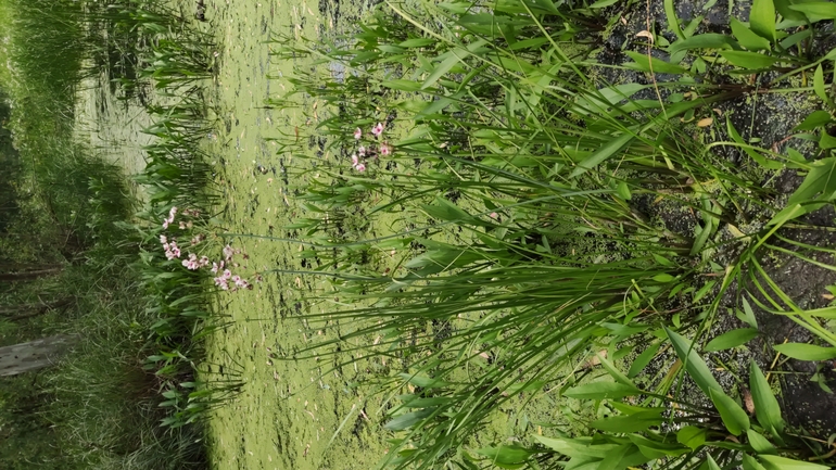 Flowering Rush  photographed by עדי ברמן 