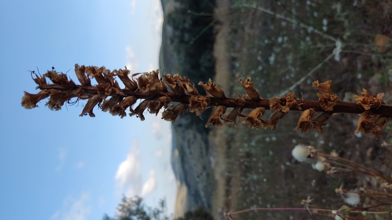 Palestine Broomrape  