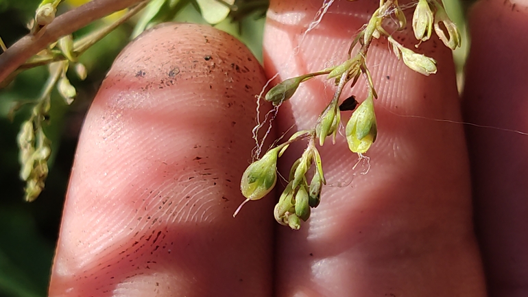 Pimpernel Speedwell  