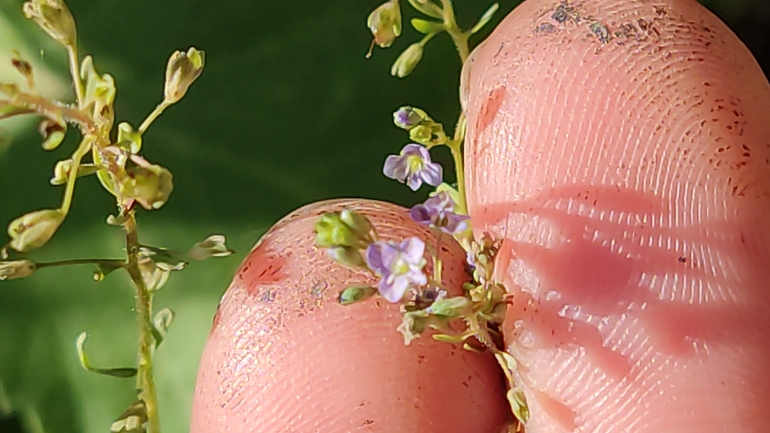 Pimpernel Speedwell  