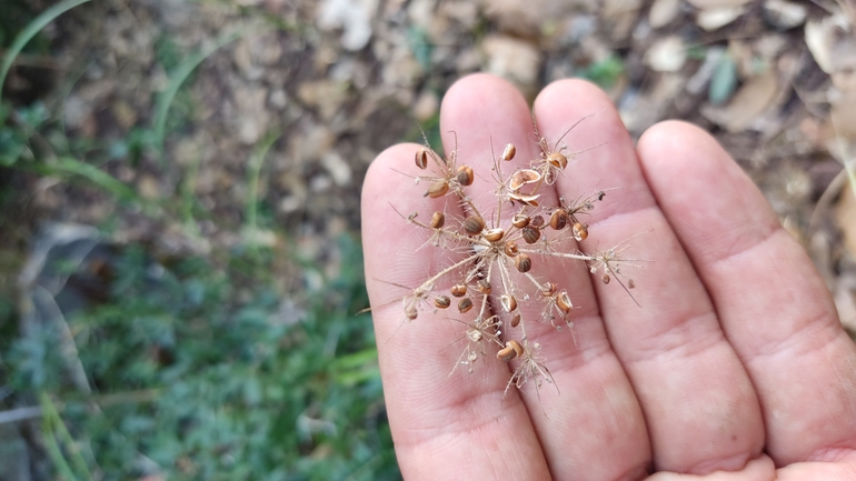 אירוס הגלבוע  צולם על ידי נעם שגב 