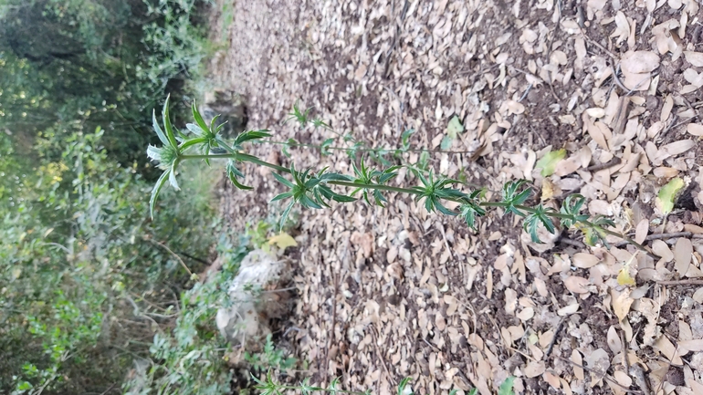 אירוס הגלבוע  צולם על ידי נעם שגב 