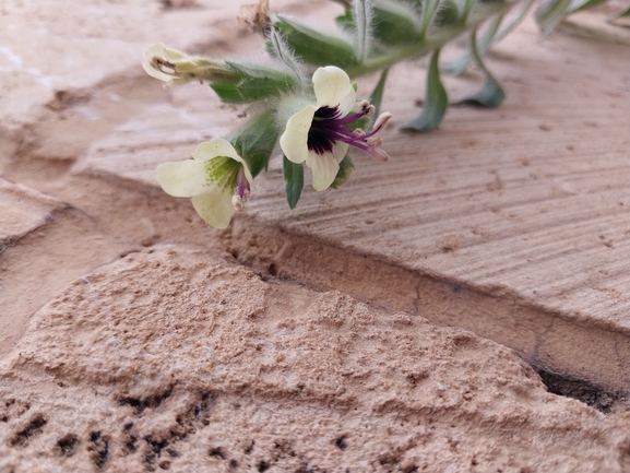 White Henbane, Yellow Henbane  