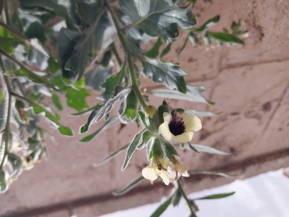 White Henbane, Yellow Henbane  