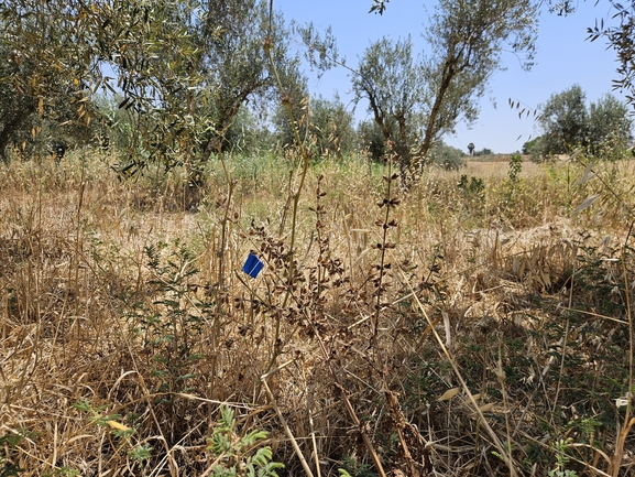 מרוות איג  צולם על ידי מרב לבל 