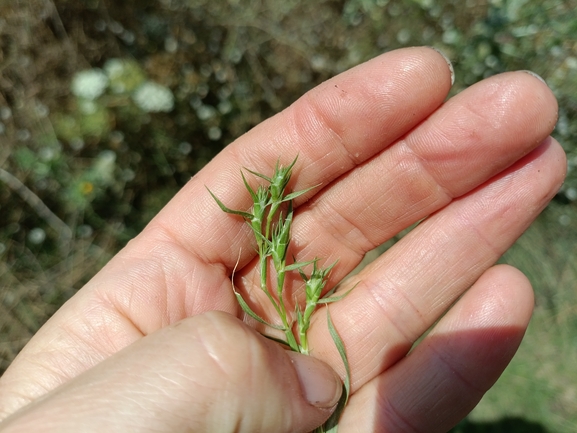 Crypsis minuartioides  