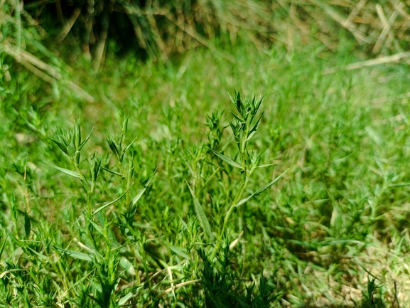 Crypsis minuartioides  