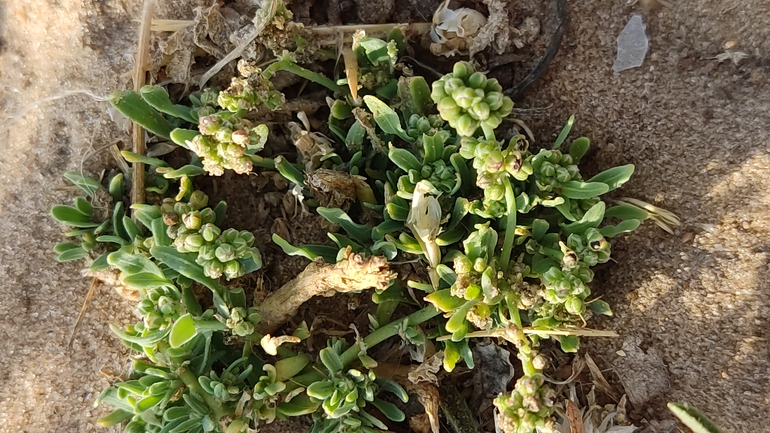 שרוכנית החוף  צולם על ידי נעם שגב 