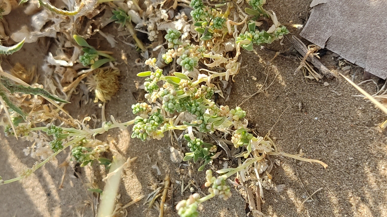 Sand Strapwort, Coastal Strapwort  