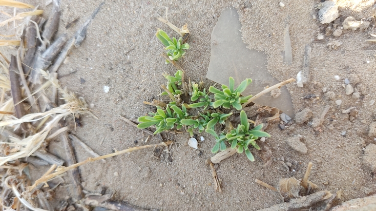 Sand Strapwort, Coastal Strapwort  