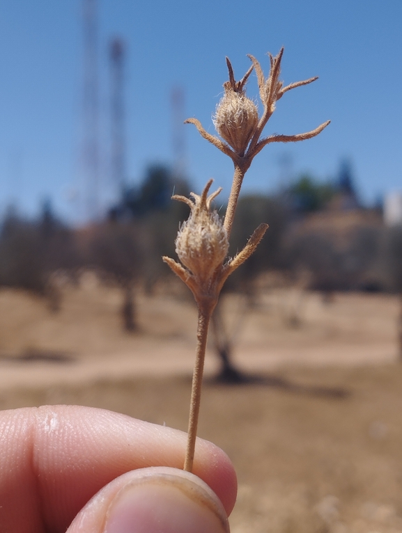 ציפורנית משוננת  צולם על ידי יהונתן רונס 