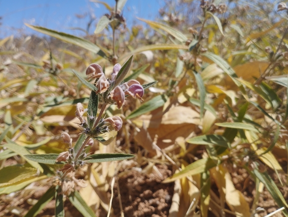 שלהבית הגלגל  צולם על ידי יהונתן רונס 