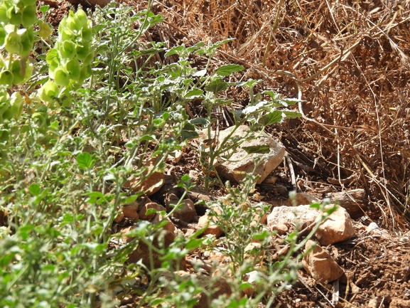 אירוס הגלבוע  צולם על ידי יונתן סבלסקי 