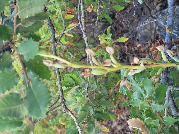 Galilee Lizard Orchid, Eastern Lizard Orchid  photographed by שי קורן 