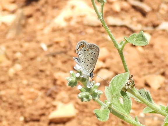 אירוס הגלבוע  צולם על ידי יונתן סבלסקי 