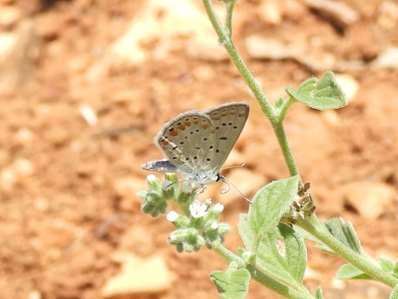 אירוס הגלבוע  צולם על ידי יונתן סבלסקי 