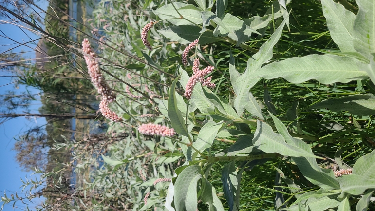 בת-ארכובית צמירה  צולם על ידי יפעת ארצי 