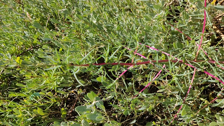 Oppositeleaf Russian Thistle, Barilla Plant  