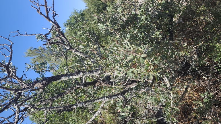 אירוס הגלבוע  צולם על ידי סיון מרדוק 