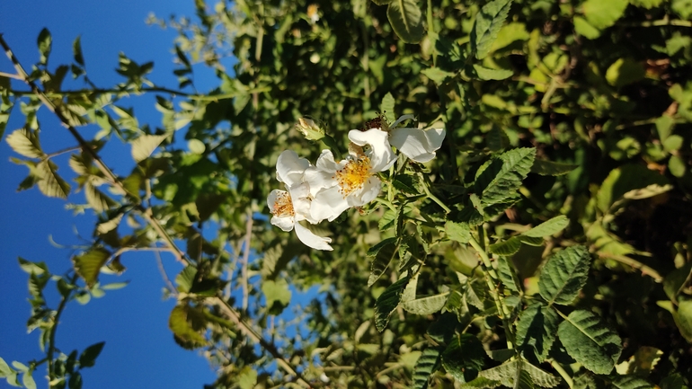 זצניה מזרחית  צולם על ידי נעם שגב 