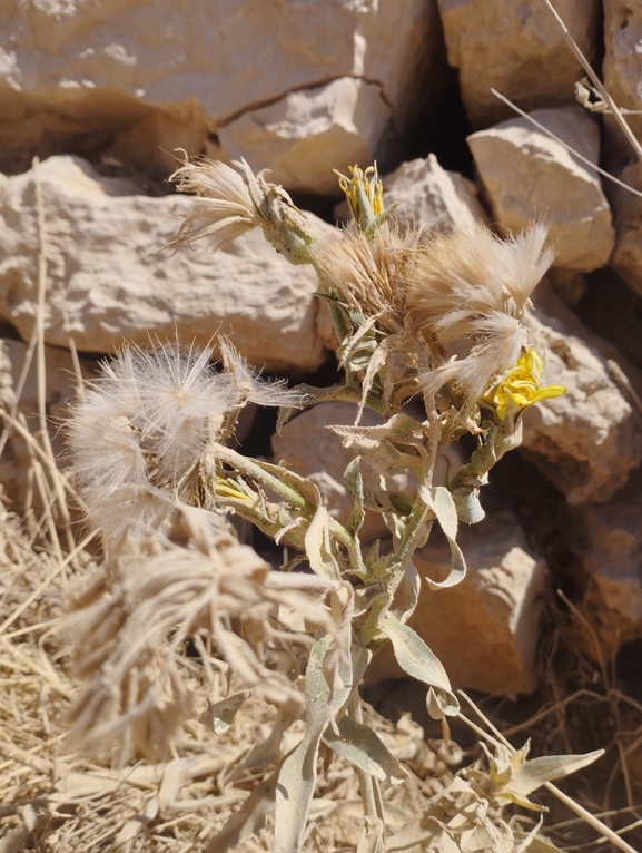 זקן-תיש צהוב  צולם על ידי יהונתן רונס 