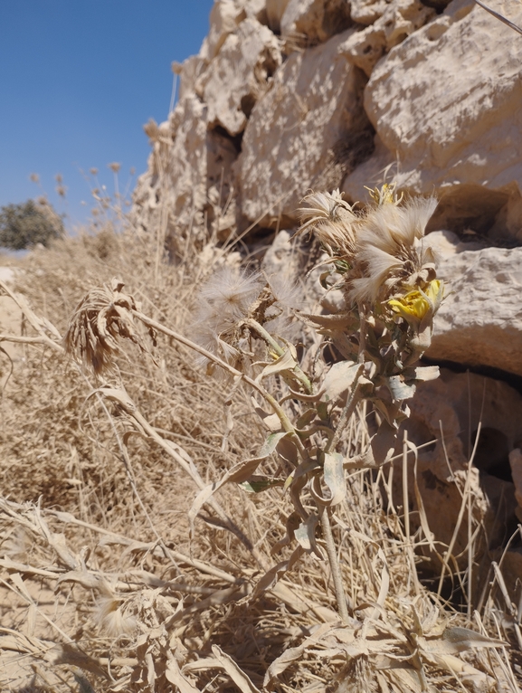 זקן-תיש צהוב  צולם על ידי יהונתן רונס 