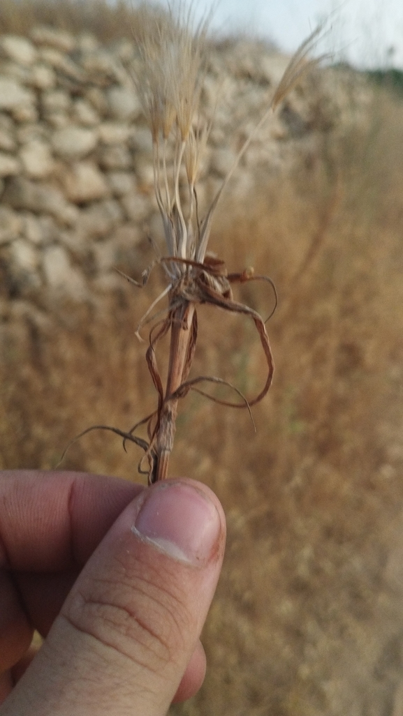 זקן-תיש צהוב  צולם על ידי יהונתן רונס 