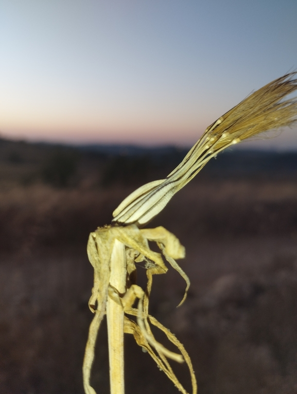 זקן-תיש צהוב  צולם על ידי יהונתן רונס 