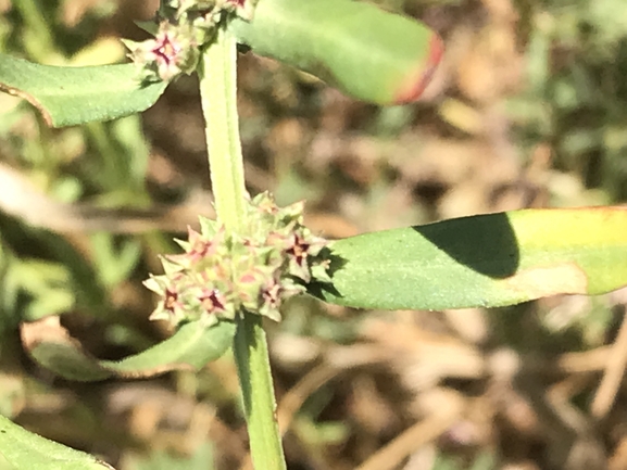 אמניה מצרית  צולם על ידי שמואל מזר 