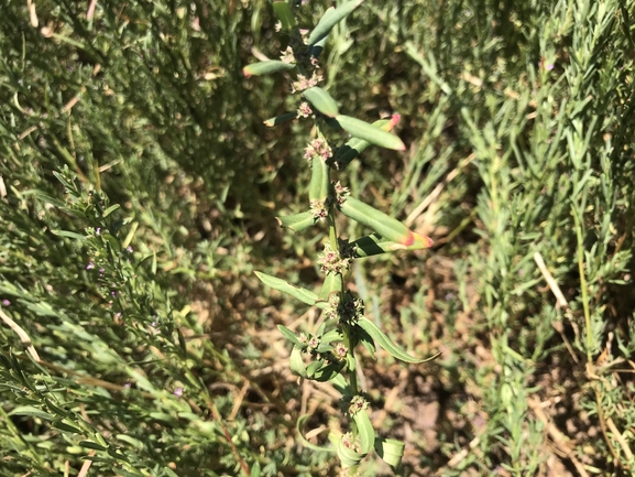 אמניה מצרית  צולם על ידי שמואל מזר 