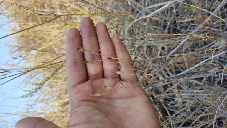 ציפורנית חופית  צולם על ידי נעם שגב 