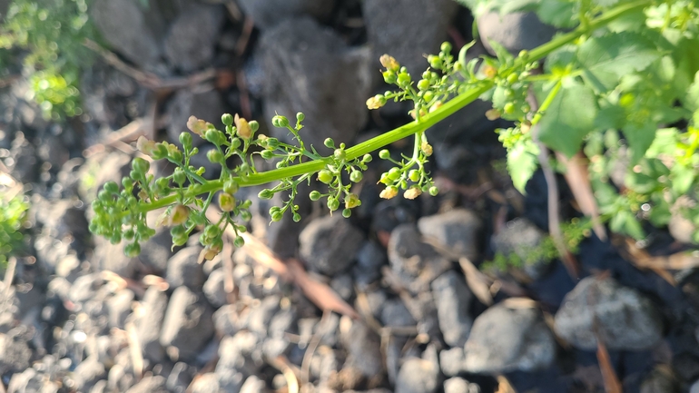 Large-leaved Figwort  photographed by yifatdav@npa.org.il 