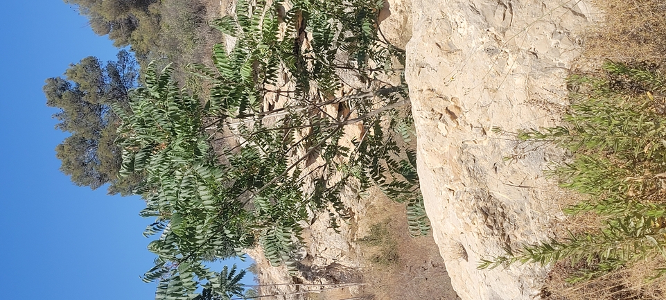 אירוס הגלבוע  צולם על ידי ליעד כהן 