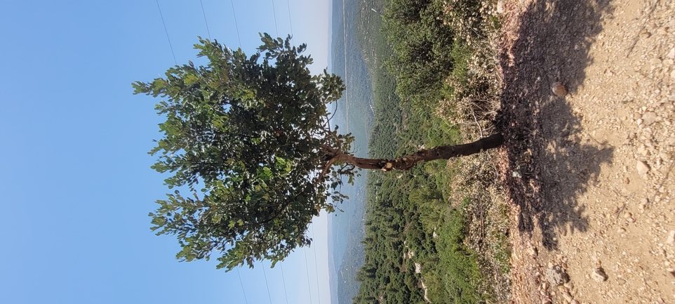 אירוס הגלבוע  צולם על ידי ליעד כהן 