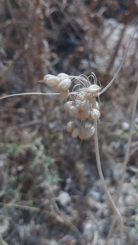 White-tunicated Garlic  