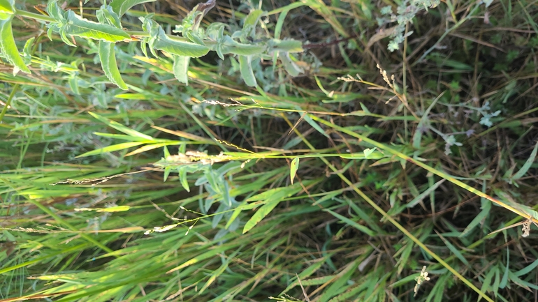 Six-stamened Cut-grass  photographed by yifatdav@npa.org.il 