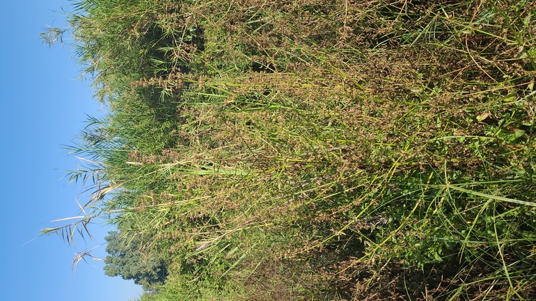 Large-leaved Figwort  photographed by yifatdav@npa.org.il 