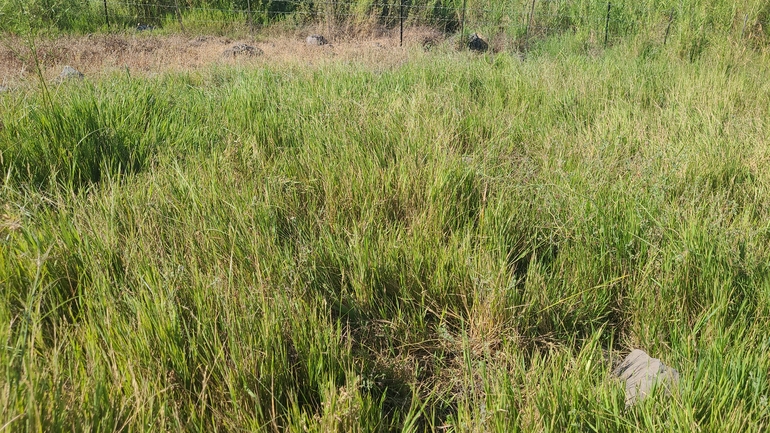 Six-stamened Cut-grass  photographed by yifatdav@npa.org.il 