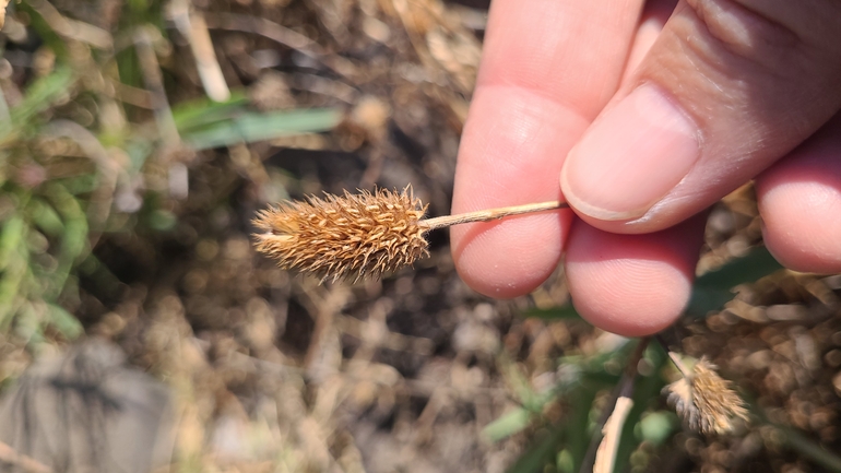 Trifolium salmoneum  photographed by yifatdav@npa.org.il 