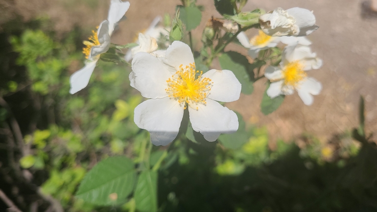 Phoenician Rose  photographed by שי קורן 