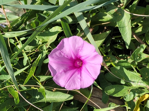 Salt-marsh Morning Glory  