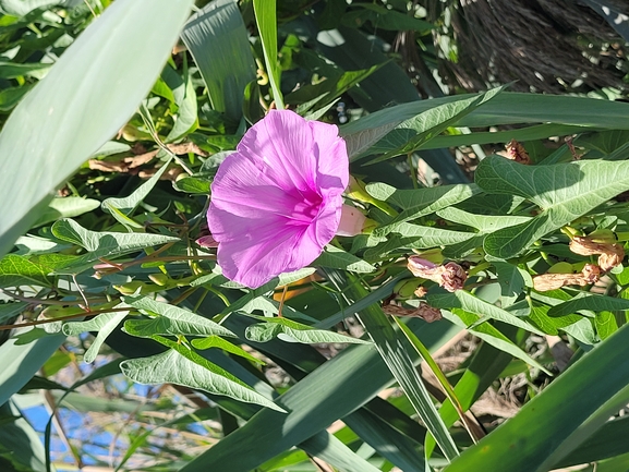 Salt-marsh Morning Glory  