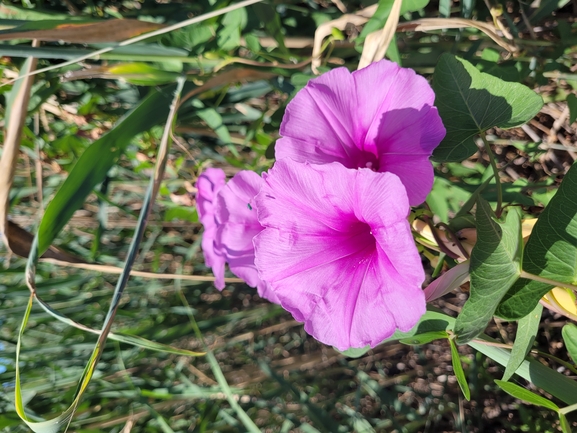 Salt-marsh Morning Glory  