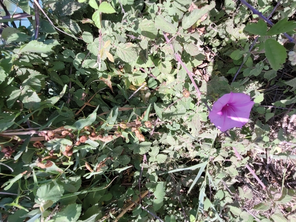 Salt-marsh Morning Glory  