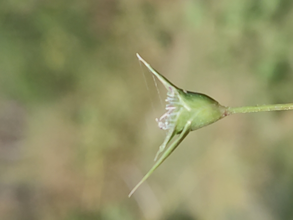 Factorovsky's Crypsis  