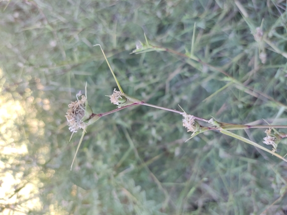 עטיינית פקטורי  צולם על ידי נעם שגב 